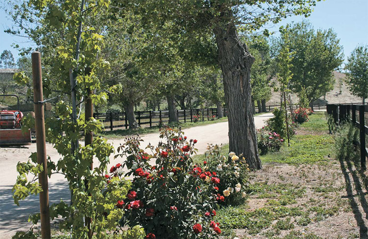 Flowery gate entering the farm
